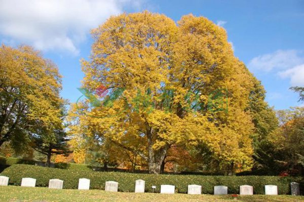 亿万先生MR·(中国集团)官方网站