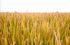 稻谷飘香迎有年|亿万先生MR生产基地奏响丰收乐章