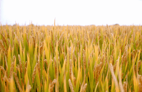 亿万先生MR·(中国集团)官方网站